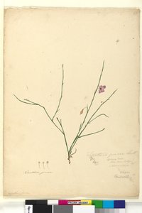 Pagina 67. Tetratheca juncea